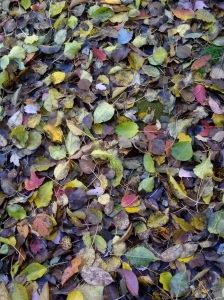 Fall leaves fallen